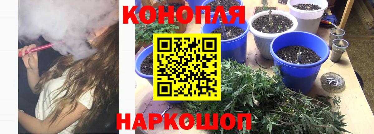 Канабис планчик Кушва